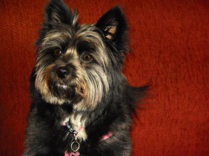 The Contemplative Fiona