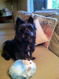 Favorite toy--the hedgehog