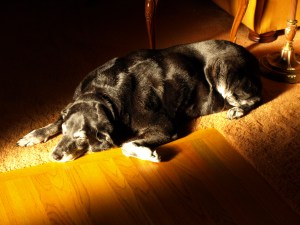 Molly, the perfect dog