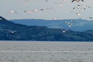 Beautiful Columbia River
