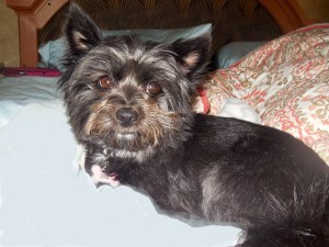 She Who Must Be Obeyd